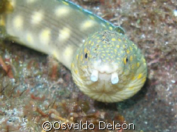 Sharptail Eel  at Saba Olympus SP 350 by Osvaldo Deleon 